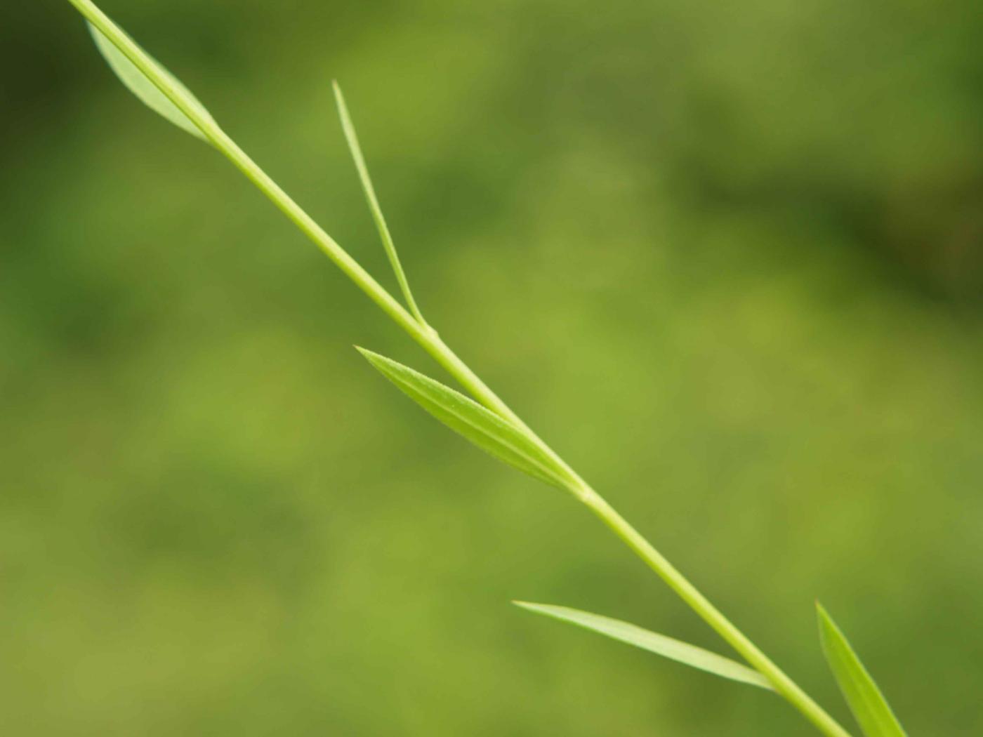 Flax, [Three-styled] leaf